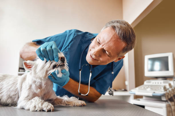 Best Emergency Root Canal Treatment in Harb, OR